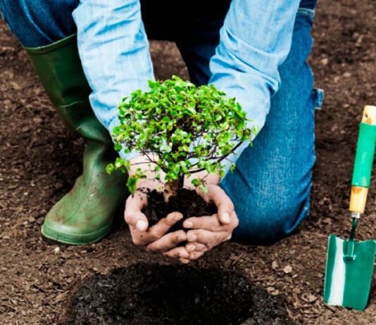 Школьница из Тернопольщины сконструировала устройство, которое облегчит посадку деревьев