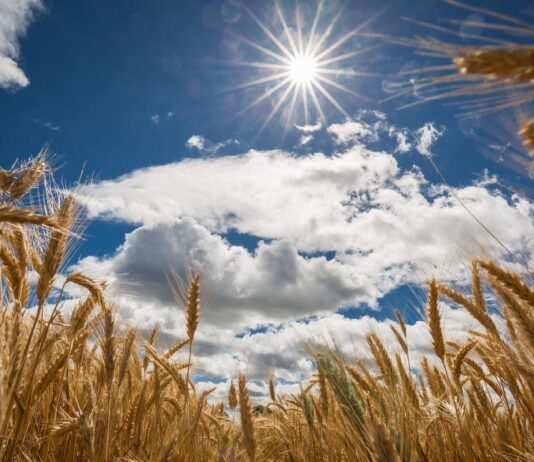 Метеорологи прогнозируют позднее лето