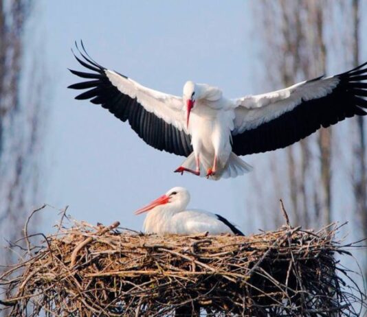 На Тернопольщине история любви аистов получила счастливое продолжение