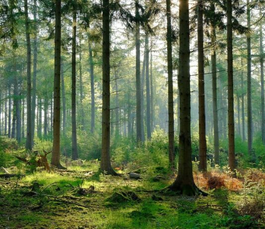 Международный день лесов