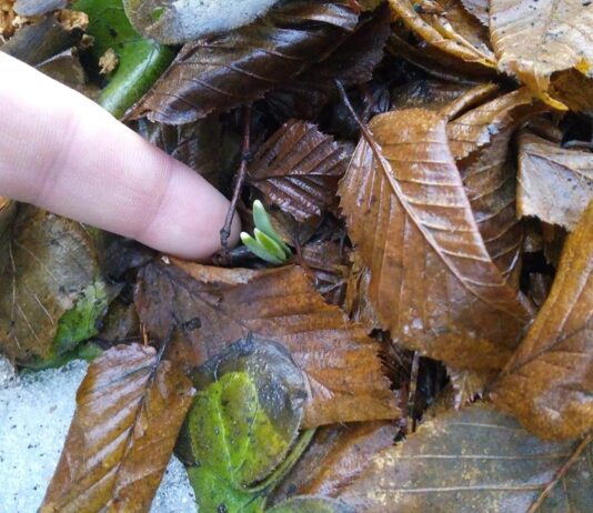 На Тернопольщине из-под снега пробиваются первые подснежники