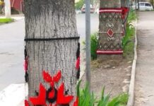 На Тернопольщине деревья одели в вышиванки