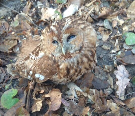 На Тернопольщине редкая птица попала в беду