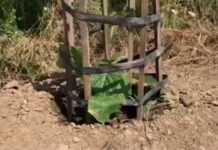 Історична екоакція: на Тернопільщині висадили екзотичні дерева