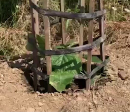 Историческая экоакция: на Тернопольщине посадили экзотические деревья