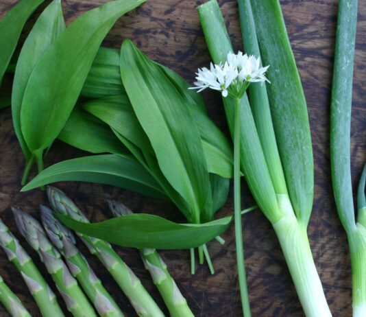 На тернопольских рынках появилась черемша: чем полезно растение