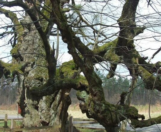 В Тернополе создали онлайн-карту старейших деревьев