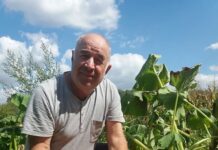 На Тернопольщине мужчина вырастил гигантские тыквы