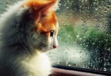 Погода на Тернопольщине: что прогнозируют синоптики на конец недели