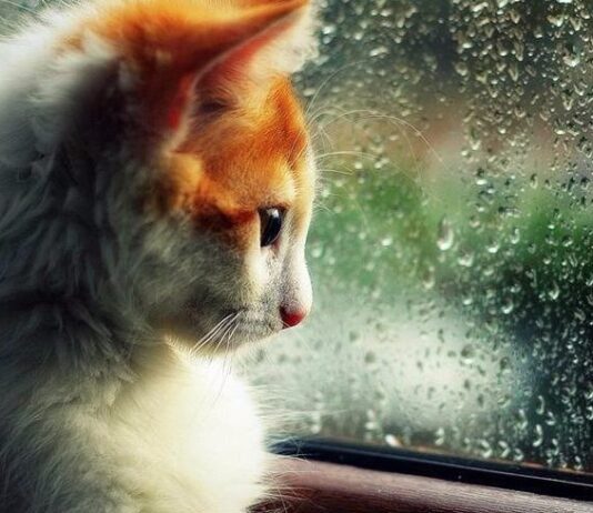 Погода на Тернопольщине: что прогнозируют синоптики на конец недели