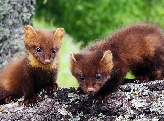 На Тернопольщине кошка воспитывает детенышей хищника