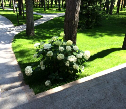 На конференцию по озеленению «Зеленые города Европы» приглашены представители украинских городов