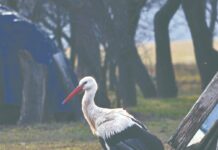 На Тернопольщине аист каждый год ждет возвращения любимой
