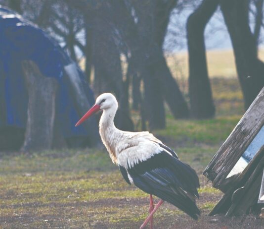На Тернопольщине аист каждый год ждет возвращения любимой