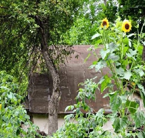 На Тернопольщине вырос подсолнух-гигант