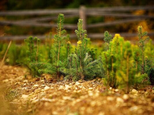 Экопроект і 60 гектаров леса: на Тернопольщине озеленят територии