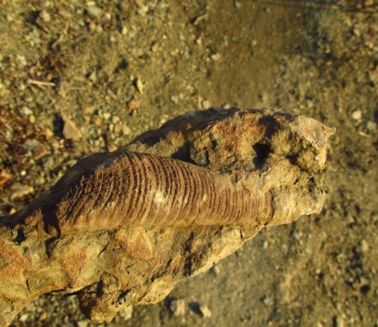 На Тернопольщине женщина случайно нашла остатки странного существа