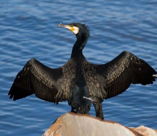 На Тернопольском пруду поселилась редкая птица