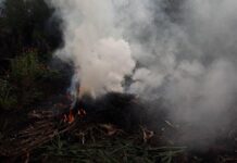 Воздух загрязняется, здоровье ухудшается. Почему жители Тернопольской области продолжают жечь листья?