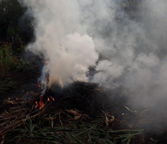 Воздух загрязняется, здоровье ухудшается. Почему жители Тернопольской области продолжают жечь листья?