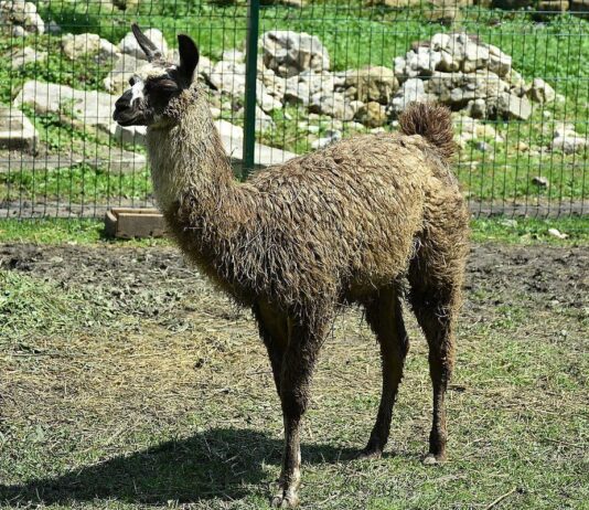 Как тернопольские животные переживут зиму?