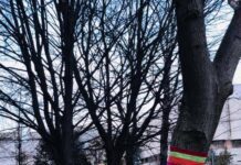 Тернополяни украсили деревья города разными цветами