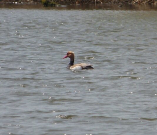 На Тернопольщине заметили редкую птицу