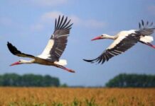 На Тернопільщині пара лелек загинула від отрути