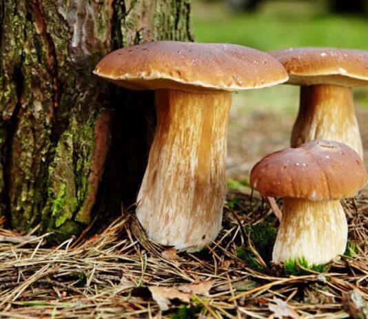 Что нужно знать о ядовитых грибах тернополянам