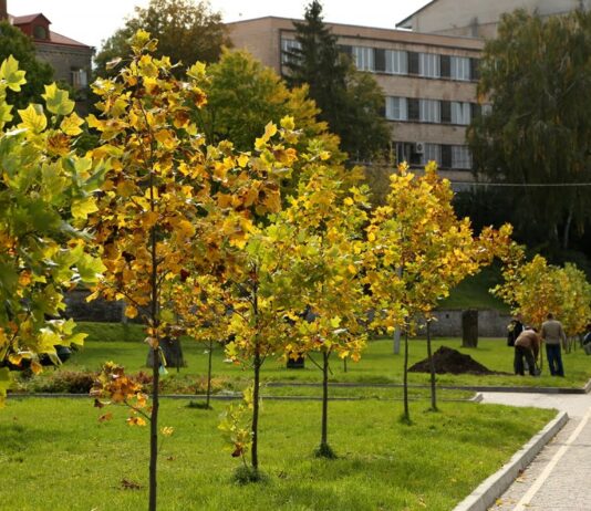 В тернопольском парке сажали уникальные деревья тюльпанов