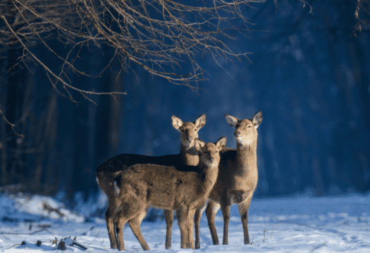 Фото из Тернопольской области попало в 10 лучших фотографий фотоконкурса “Вики любит Землю”
