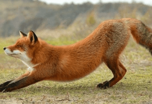 Стартует сезон охоты на пушных животных охота