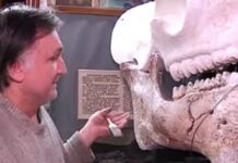 Динотерий ужасный: гусятинский и зборовский