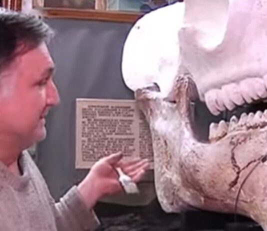 Динотерий ужасный: гусятинский и зборовский