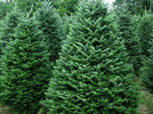 4 тысячи гривен: стали известны штрафы за незаконную вырубку елок