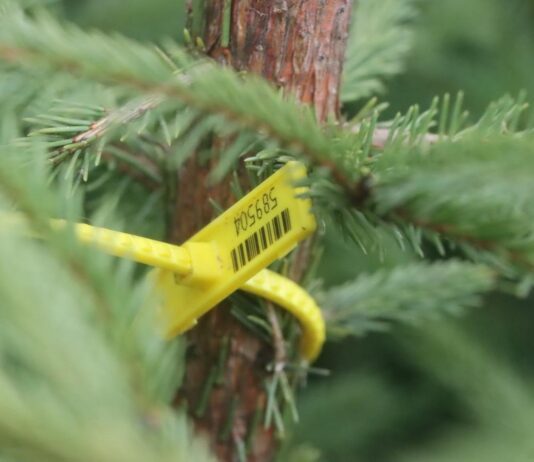 Где и когда можно купить елку в Тернополе