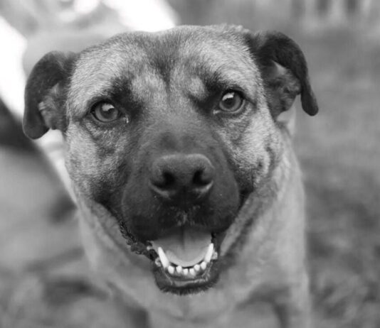 Тернополяне просят установить памятник собаке, которую отравили