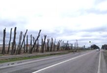В Тернополе неизвестные вырезали аллею деревьев