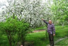 В одном из районов Тернопольщины выращивают самый давний украинский сорт яблок