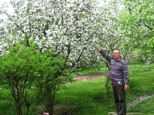 В одном из районов Тернопольщины выращивают самый давний украинский сорт яблок