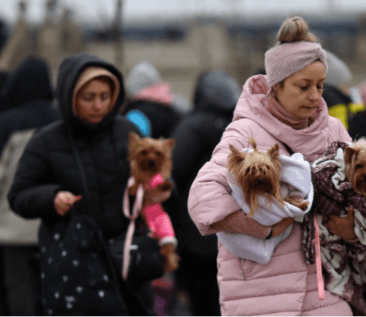 Как жителям Тернополя позаботиться о домашнем любимце в укрытии?