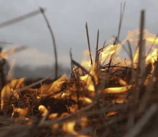 Що загрожує тернополянам за паління трави у воєнний час?