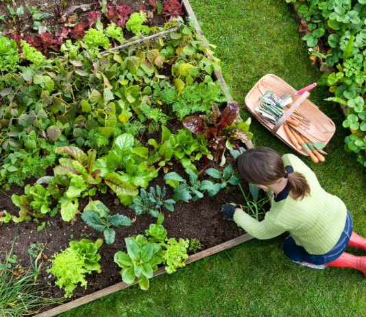 “Виготовлятимуть борщові набори та патріотичний чай”: як реалізовуватимуть проєкт “Розумний город” у 2022 році