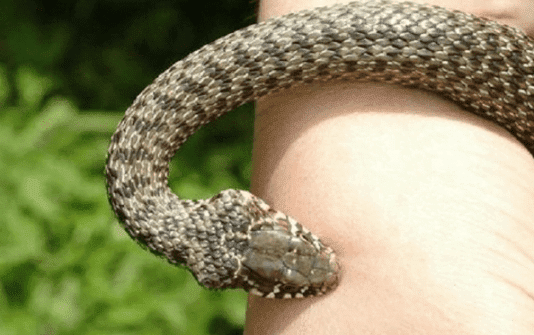 Які змії водяться в Тернополі та що робити, у випадку зустрічі із небезпечними плазунами?