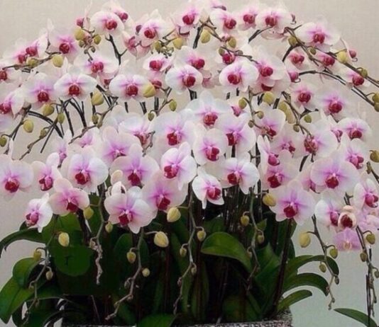 Жительница Тернопольщины коллекционирует орхидеи