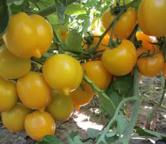 «Огурцы на вес золота»: житель Тернопольщины 20 лет коллекционирует семена овощей