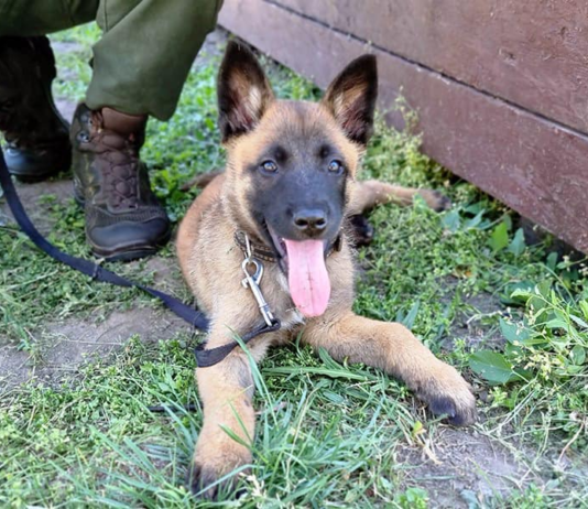 “Новый конкурент Патрона”: как на Тернопольщине дрессируют бельгийскую овчарку для службы
