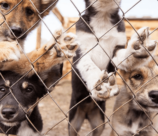 Как жители Тернопольщины протестуют против насилия над животными и почему это важно?