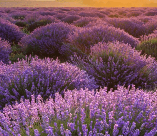 Лавандовые поля в Тернопольской области 2022: где находятся, какая цена и когда стоит ехать?
