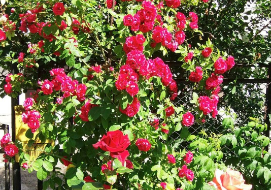 Тернополянин рассказал секреты выращивания роз